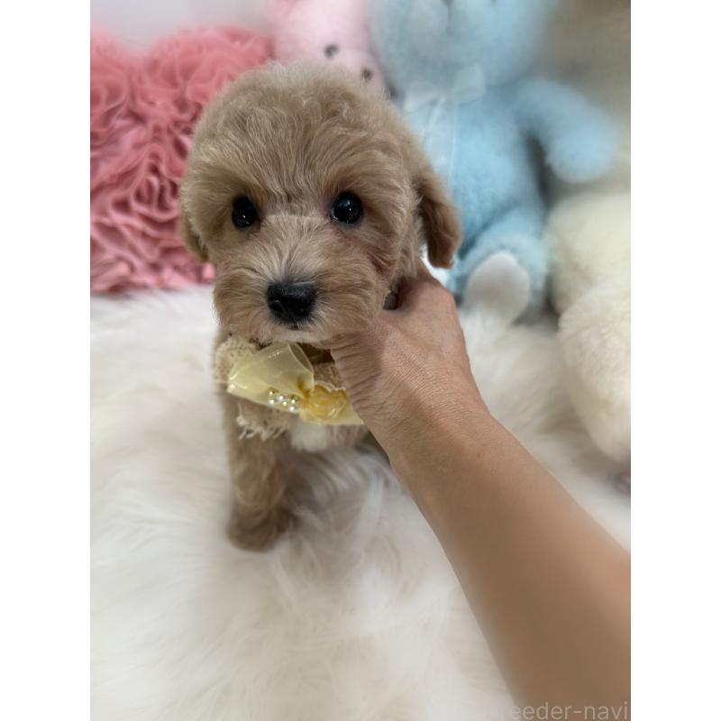 販売中の香川県のトイプードル-419506の10枚目