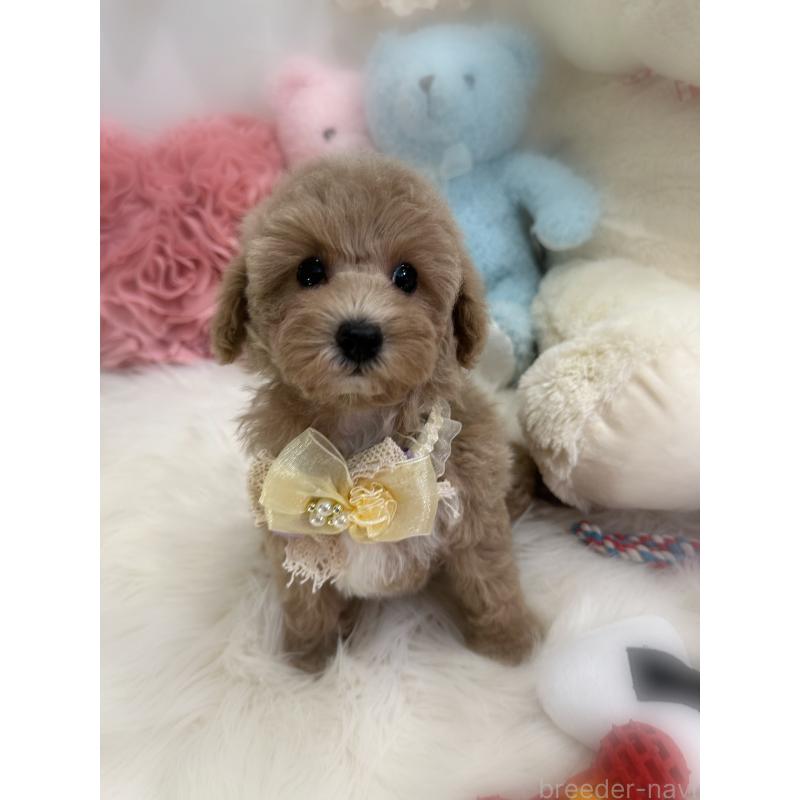 販売中の香川県のトイプードル-419506の9枚目