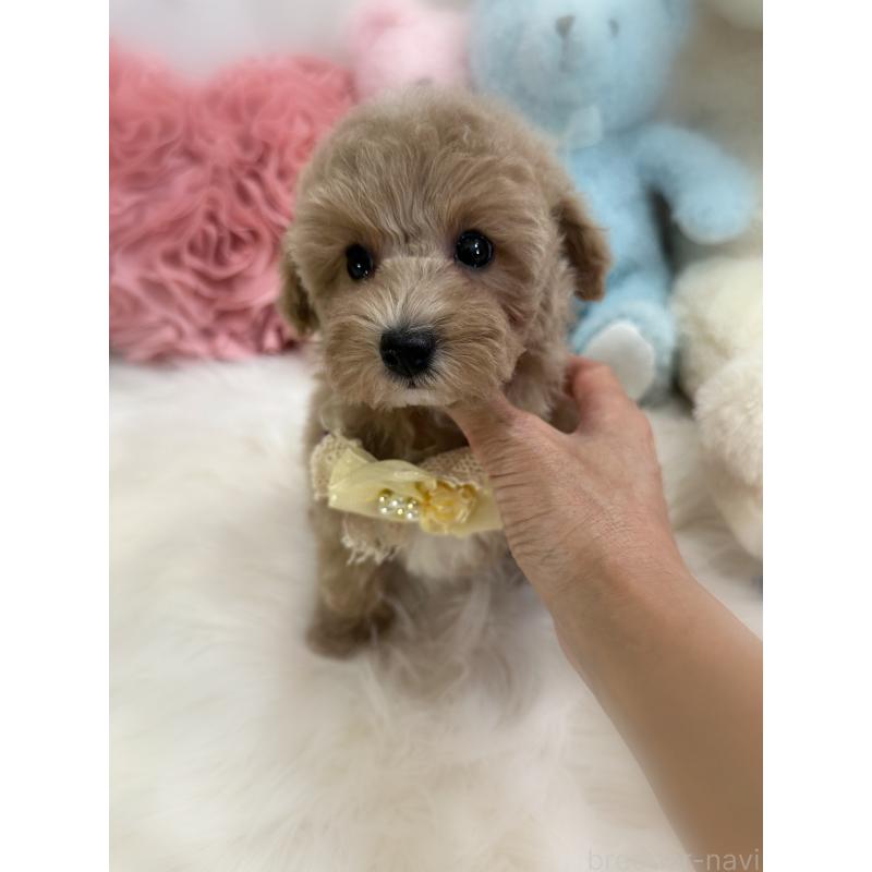 販売中の香川県のトイプードル-419506の8枚目