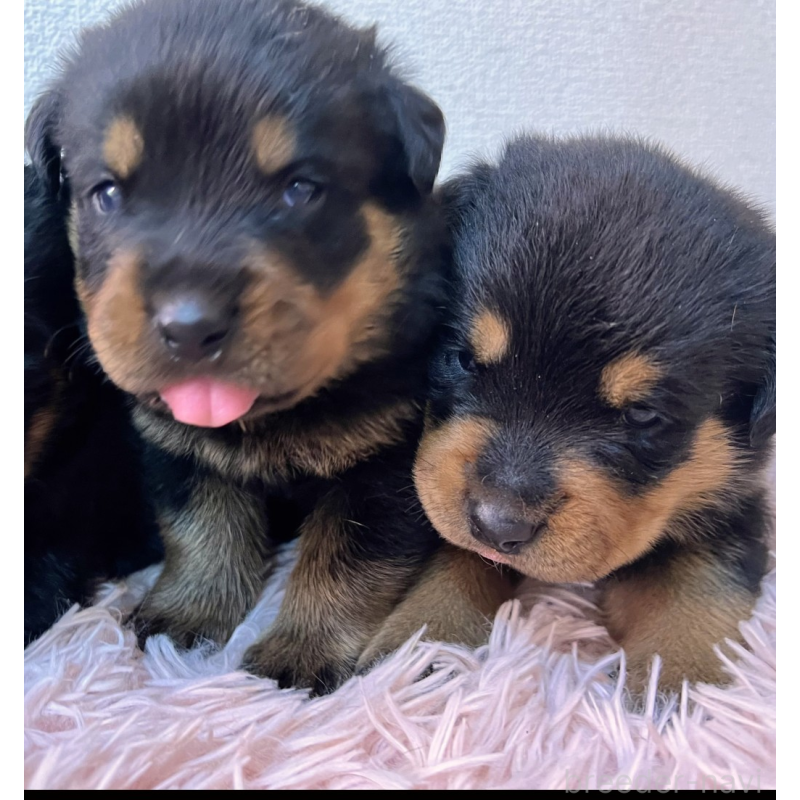 成約済の愛知県のロットワイラー-420077の2枚目