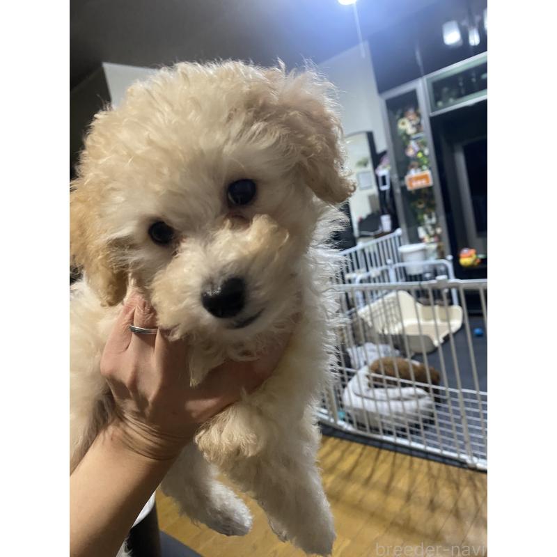 販売中の愛知県のタイニープードル-418685の5枚目