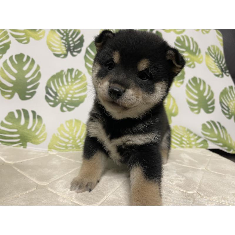 販売中の群馬県の豆柴-424299の4枚目