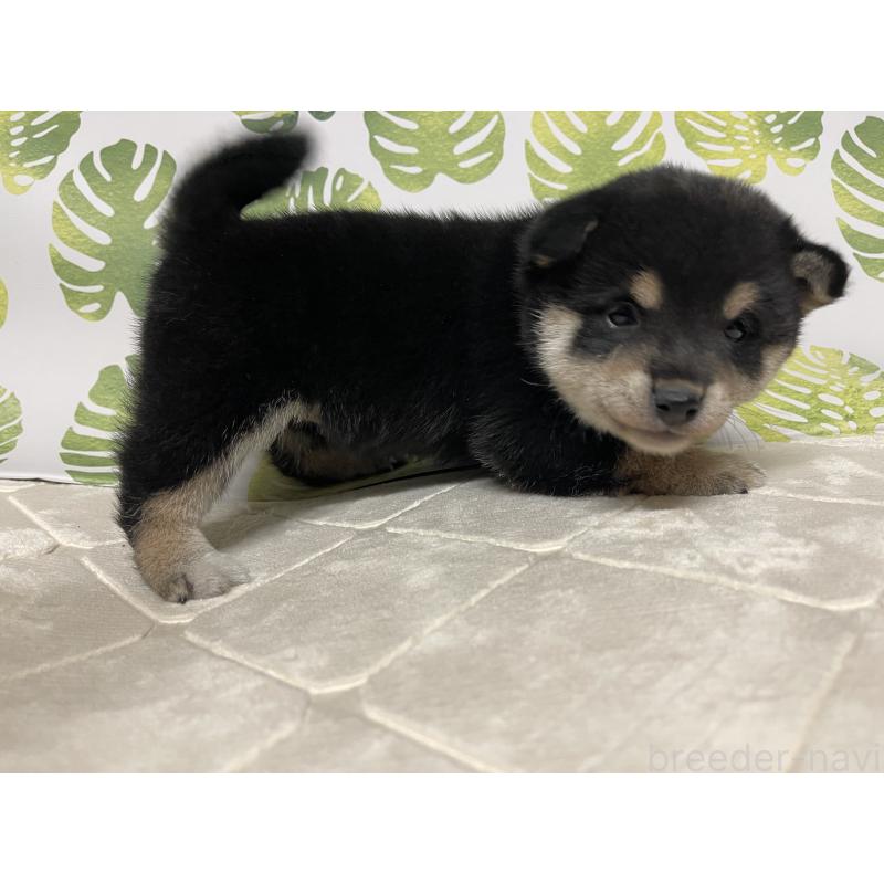 販売中の群馬県の豆柴-424299の3枚目