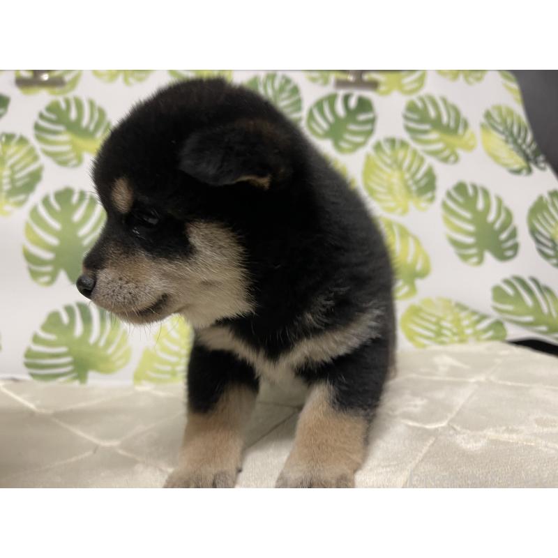 販売中の群馬県の豆柴-424299の2枚目