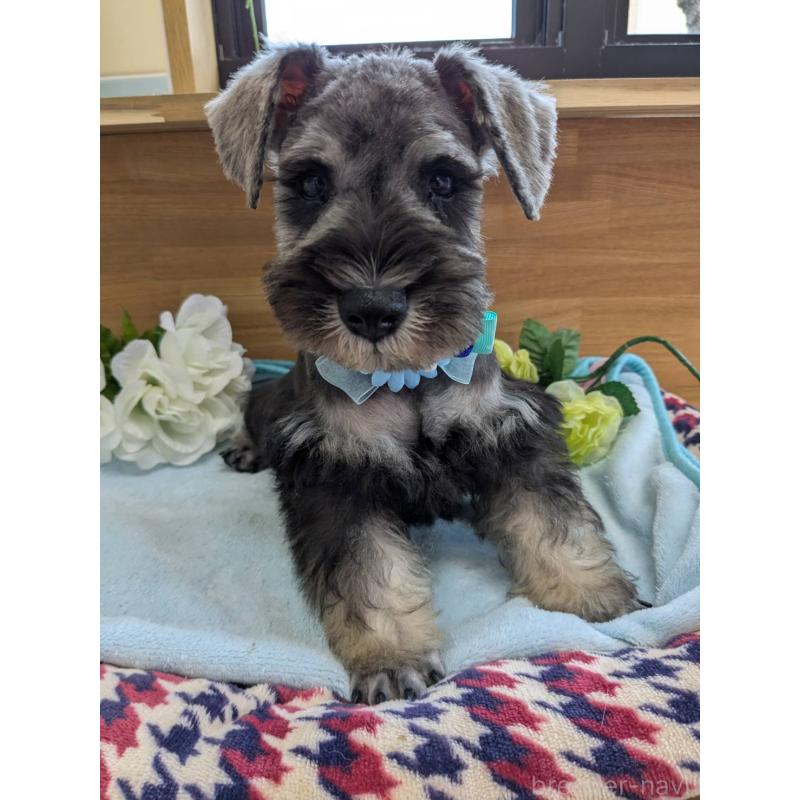 成約済の千葉県のミニチュアシュナウザー-417916の8枚目