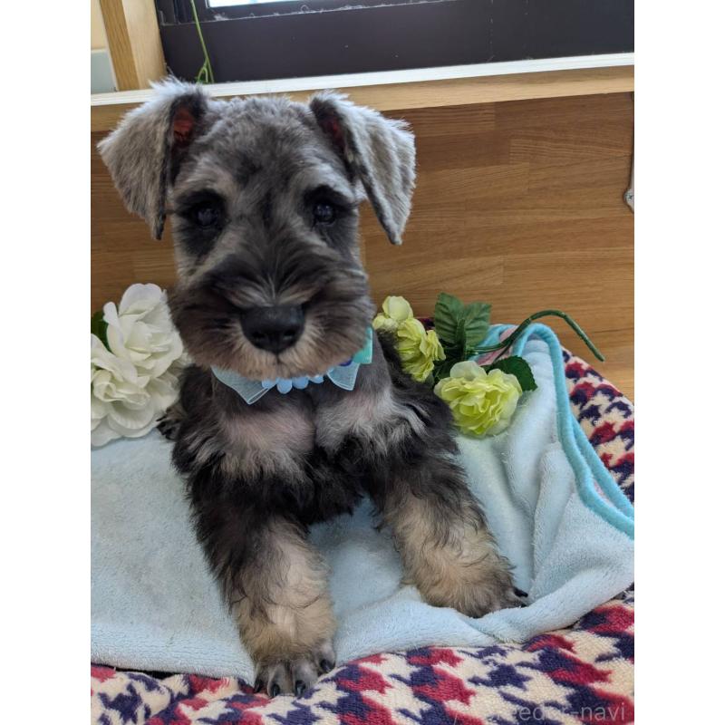 成約済の千葉県のミニチュアシュナウザー-417916の7枚目