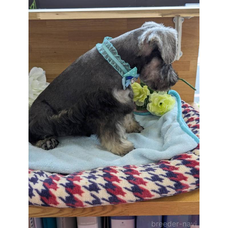 成約済の千葉県のミニチュアシュナウザー-417916の6枚目