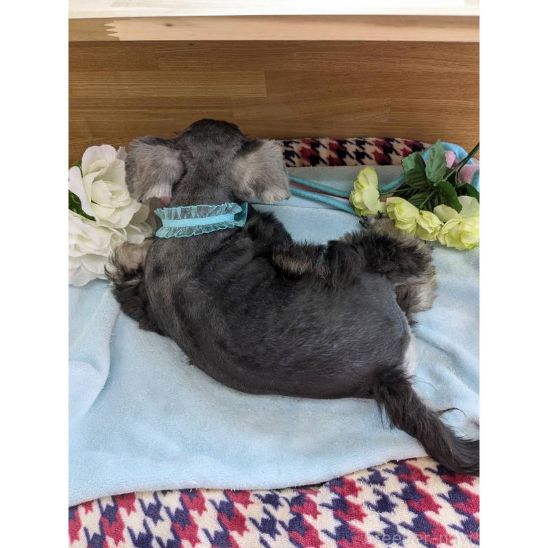 成約済の千葉県のミニチュアシュナウザー-417916の5枚目