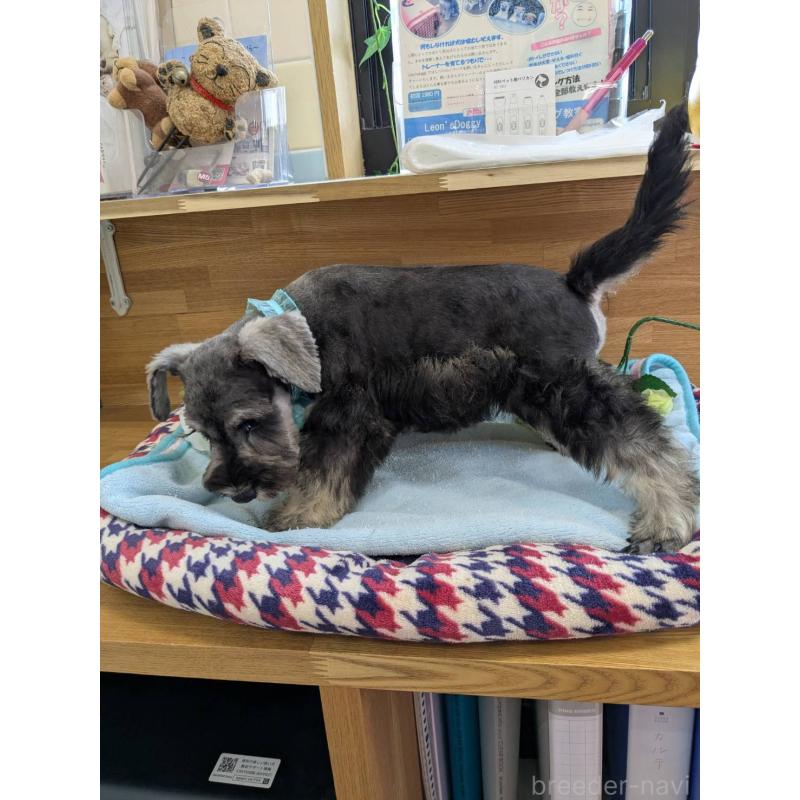 成約済の千葉県のミニチュアシュナウザー-417916の4枚目