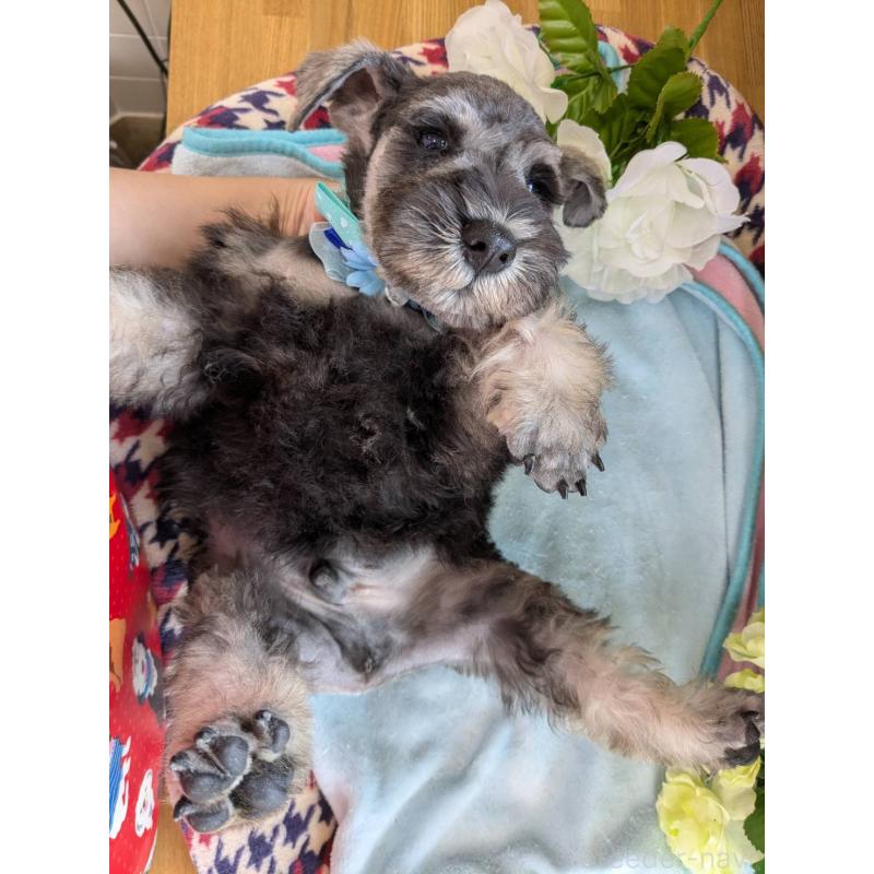 成約済の千葉県のミニチュアシュナウザー-417916の3枚目