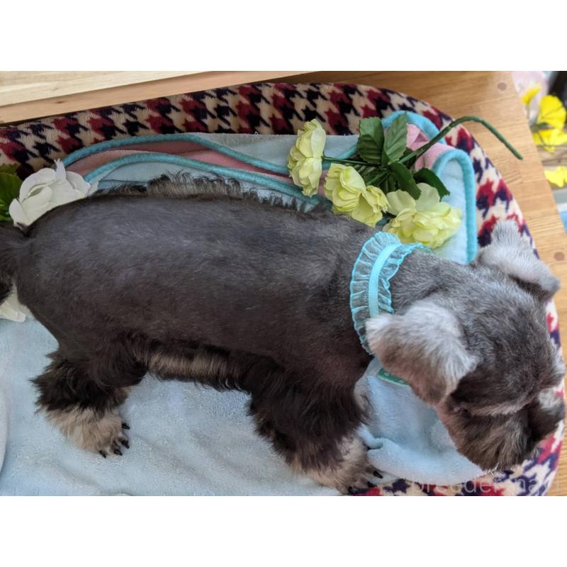 成約済の千葉県のミニチュアシュナウザー-417916の2枚目