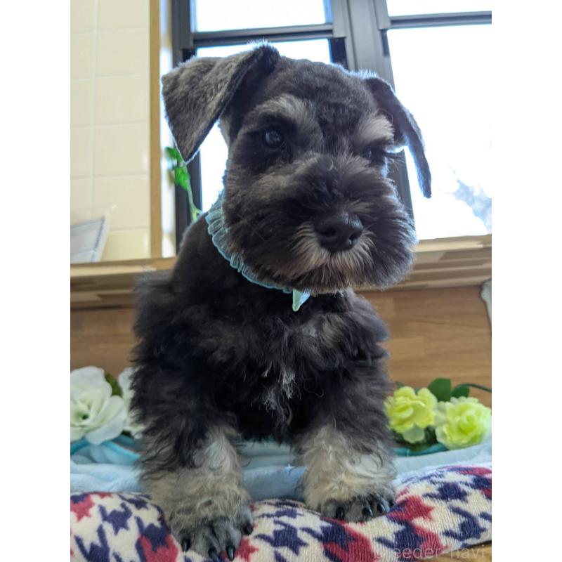 販売中の千葉県のミニチュアシュナウザー-417918の5枚目