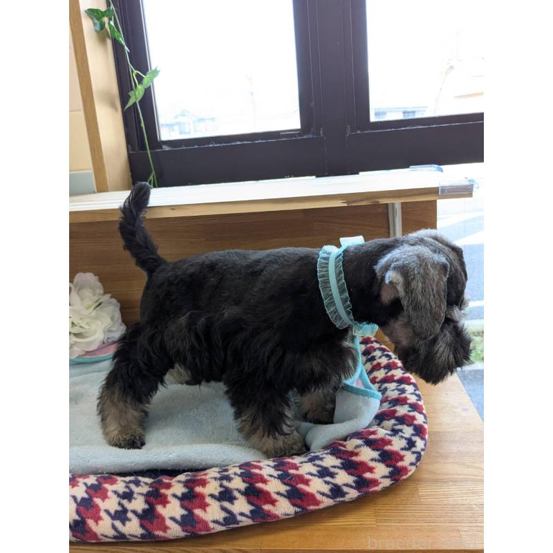 販売中の千葉県のミニチュアシュナウザー-417918の4枚目