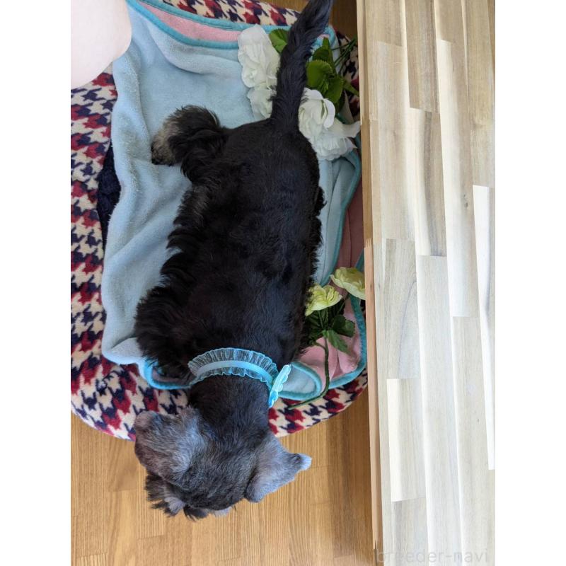 販売中の千葉県のミニチュアシュナウザー-417918の3枚目