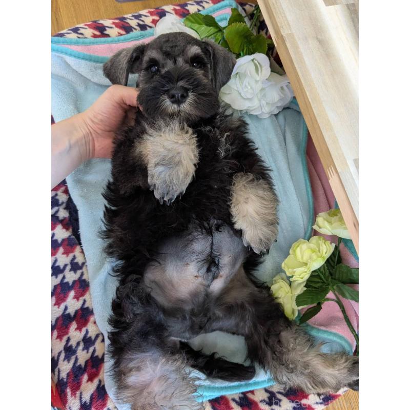 販売中の千葉県のミニチュアシュナウザー-417918の2枚目