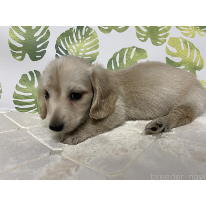 成約済の群馬県のミニチュアダックスフンド(ロングヘアード)-424309の7枚目