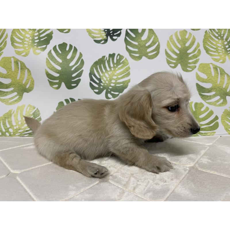 成約済の群馬県のミニチュアダックスフンド(ロングヘアード)-424309の6枚目