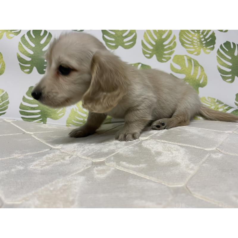 成約済の群馬県のミニチュアダックスフンド(ロングヘアード)-424309の5枚目