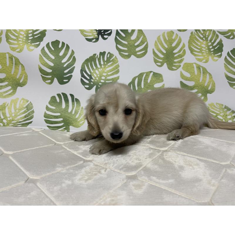 成約済の群馬県のミニチュアダックスフンド(ロングヘアード)-424309の4枚目