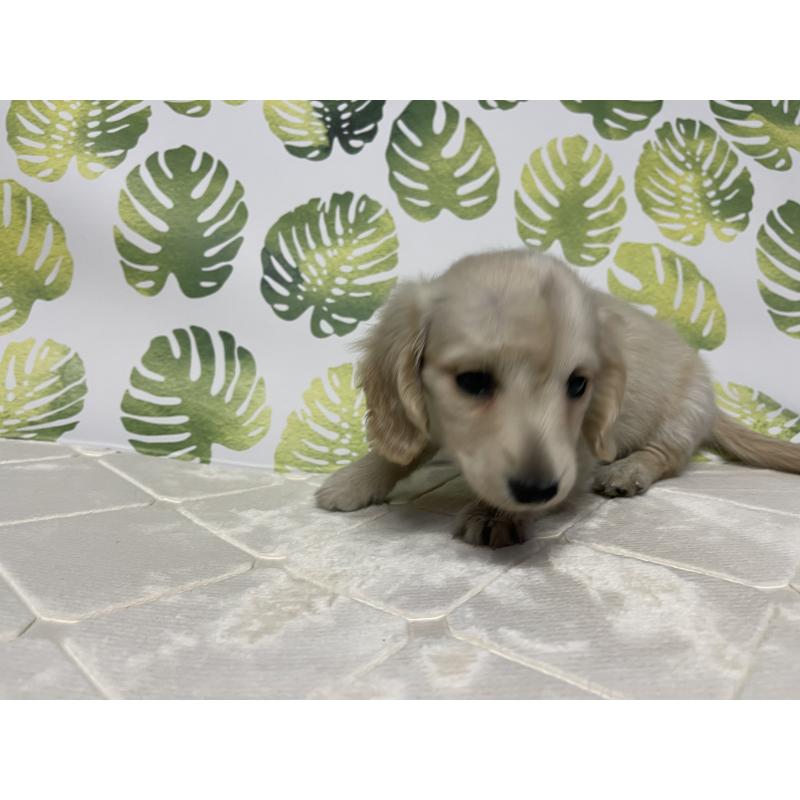 成約済の群馬県のミニチュアダックスフンド(ロングヘアード)-424309の3枚目