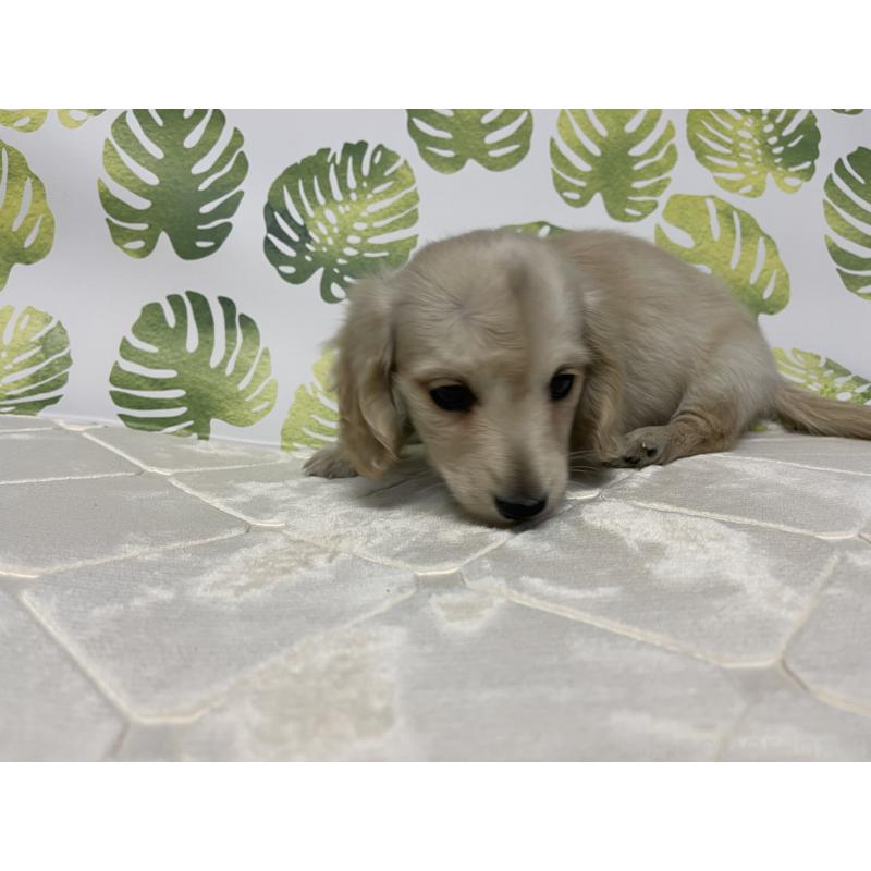 成約済の群馬県のミニチュアダックスフンド(ロングヘアード)-424309の2枚目