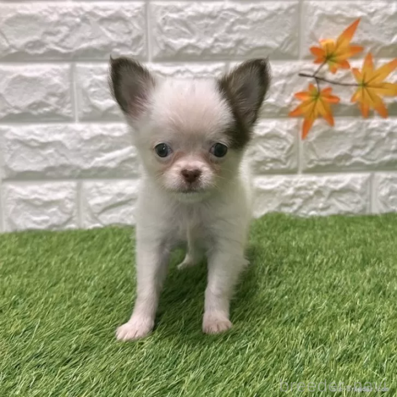 販売中の愛知県のチワワ(ロングコート)-421816