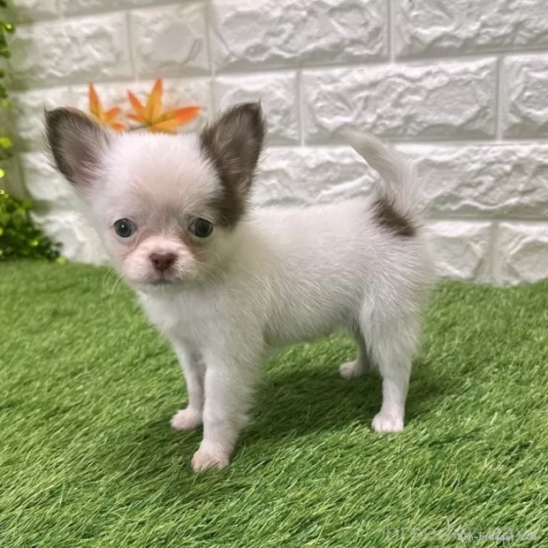 成約済の愛知県のチワワ(ロングコート)-421816の5枚目