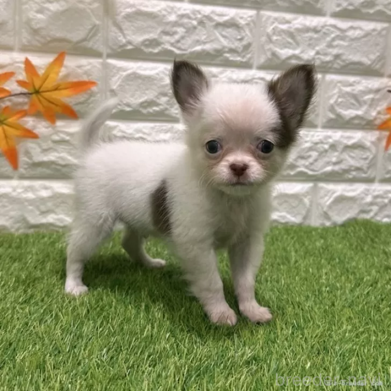 成約済の愛知県のチワワ(ロングコート)-421816の4枚目