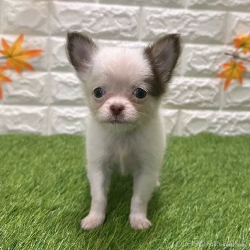 成約済の愛知県のチワワ(ロングコート)-421816の3枚目