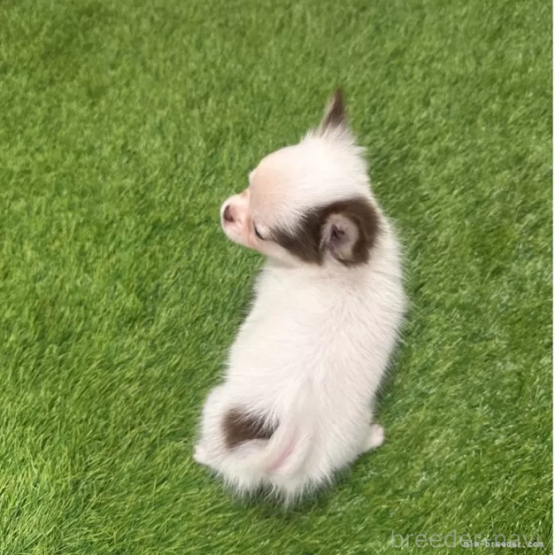 成約済の愛知県のチワワ(ロングコート)-421816の2枚目