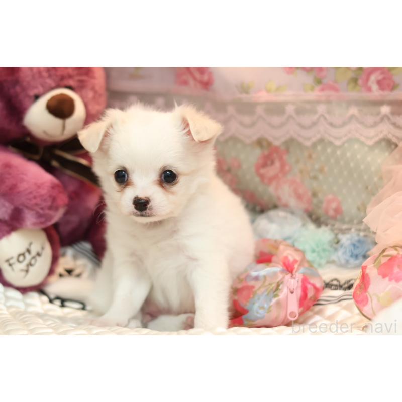 販売中の大阪府のチワプー:チワワ×トイプードル-424311の6枚目