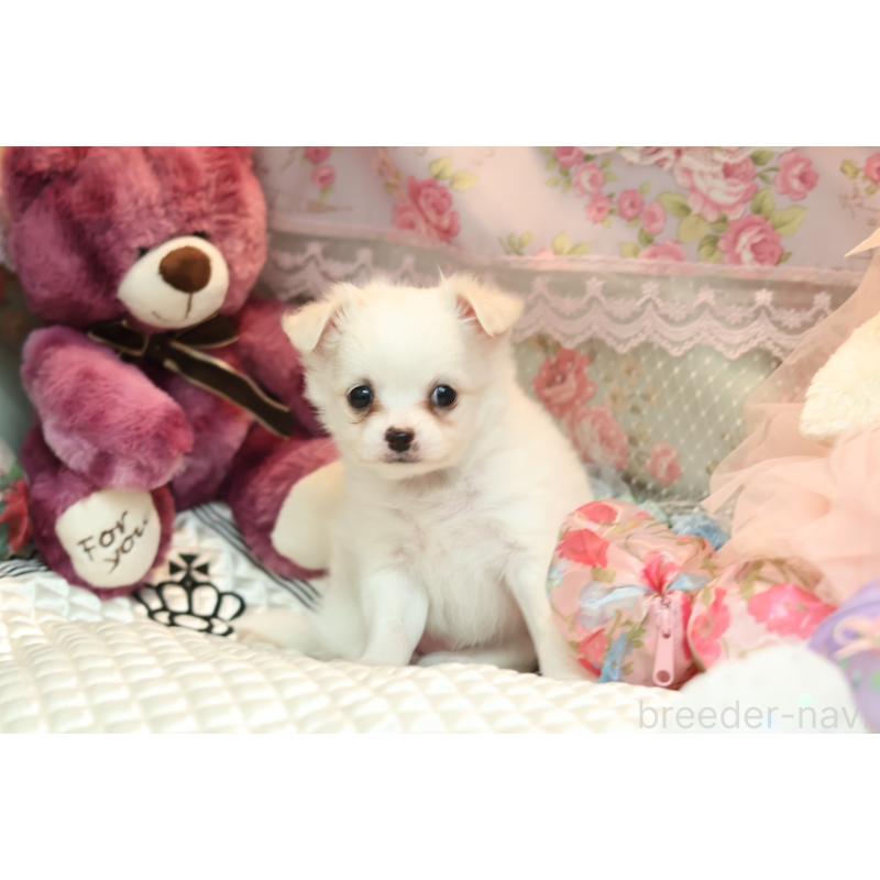 販売中の大阪府のチワプー:チワワ×トイプードル-424311の5枚目