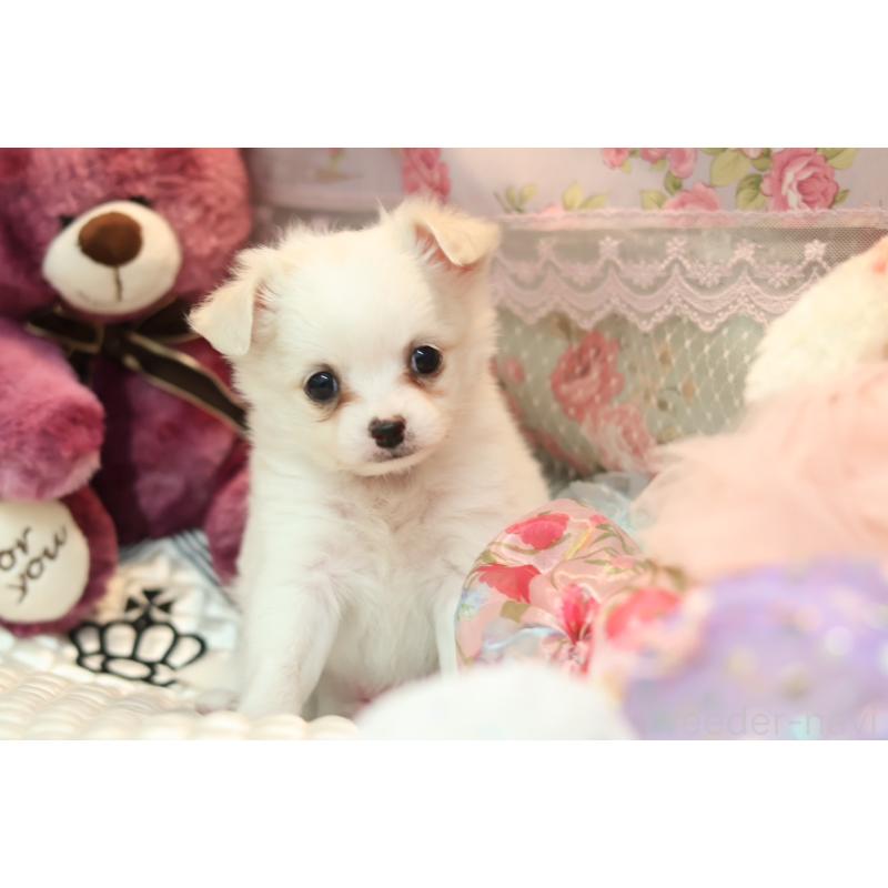 販売中の大阪府のチワプー:チワワ×トイプードル-424311の4枚目