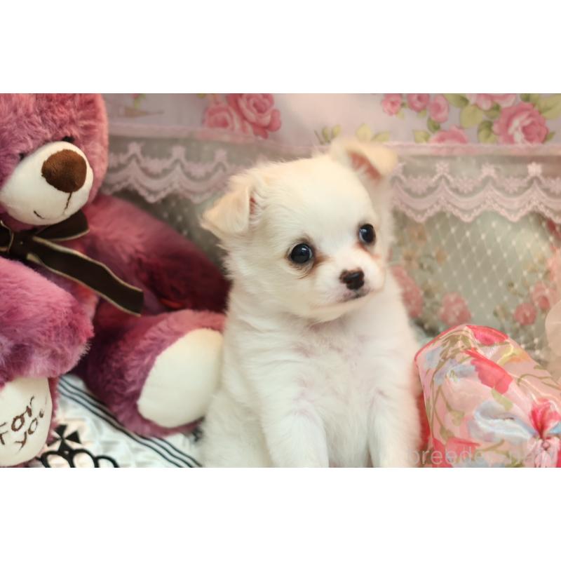 販売中の大阪府のチワプー:チワワ×トイプードル-424311の3枚目