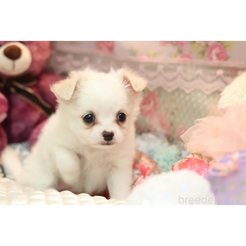 販売中の大阪府のチワプー:チワワ×トイプードル-424311の2枚目