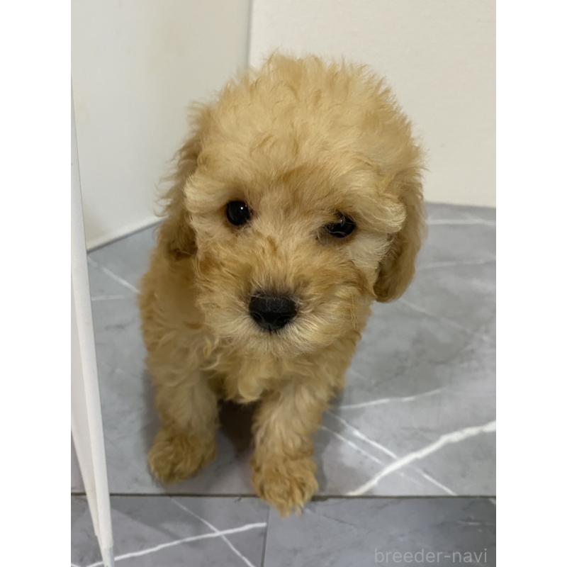 販売中の宮崎県のティーカッププードル-424107