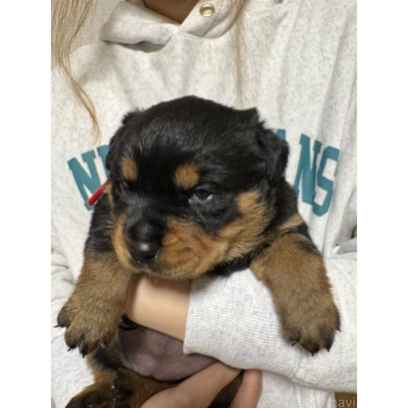 販売中の神奈川県のロットワイラー-424315の4枚目