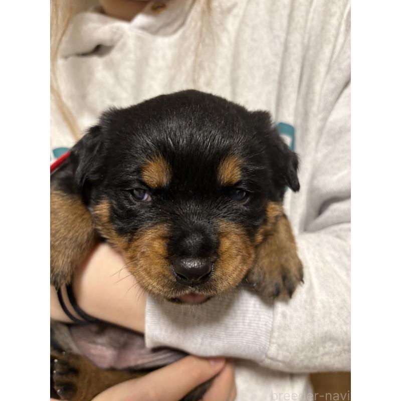 販売中の神奈川県のロットワイラー-424315の3枚目