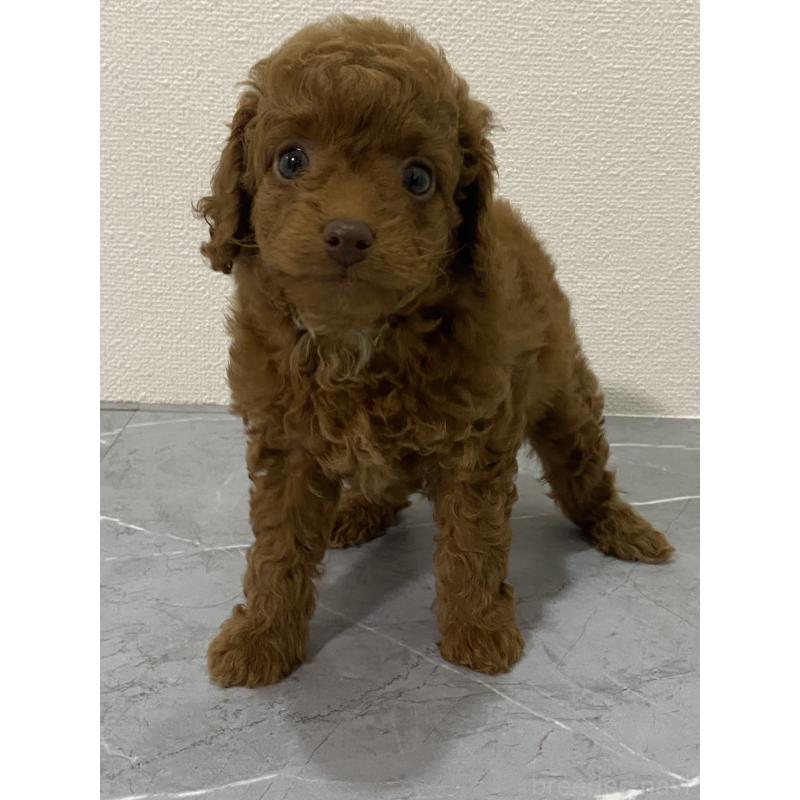 販売中の宮崎県のマルプー:マルチーズ×トイプードル-424316