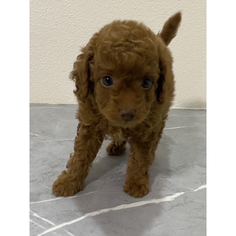 販売中の宮崎県のマルプー:マルチーズ×トイプードル-424316の5枚目