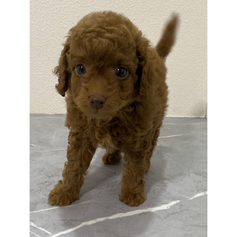 販売中の宮崎県のマルプー:マルチーズ×トイプードル-424316の4枚目