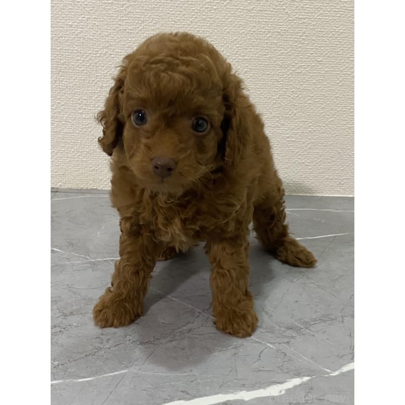 販売中の宮崎県のマルプー:マルチーズ×トイプードル-424316の3枚目