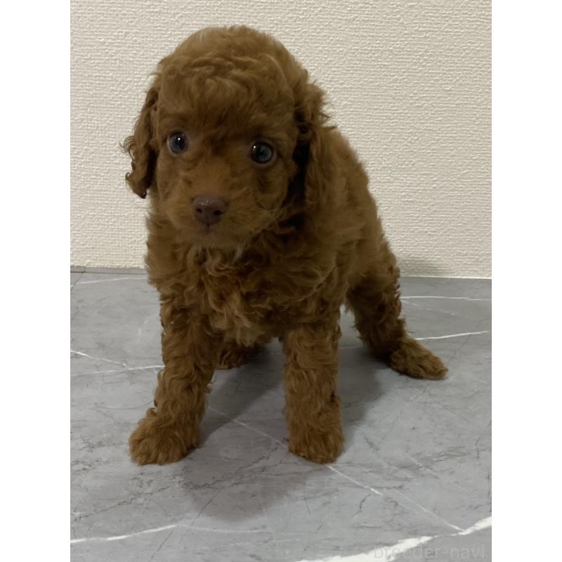 販売中の宮崎県のマルプー:マルチーズ×トイプードル-424316の2枚目