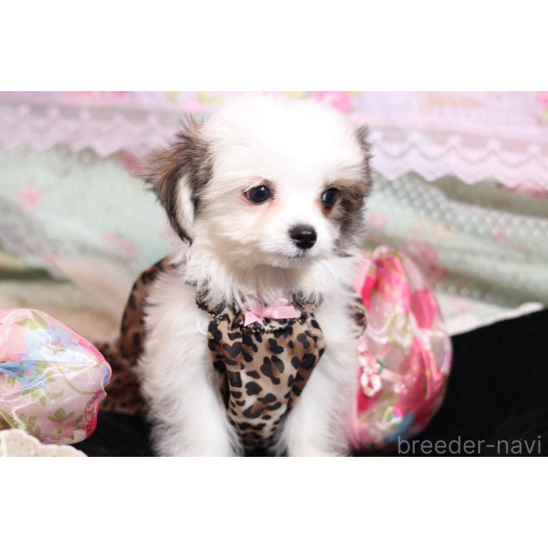 成約済の大阪府のチワマル:チワワ×マルチーズ-419944の4枚目