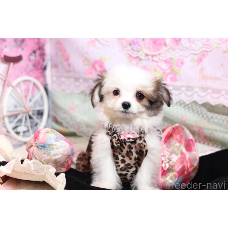 成約済の大阪府のチワマル:チワワ×マルチーズ-419944の3枚目