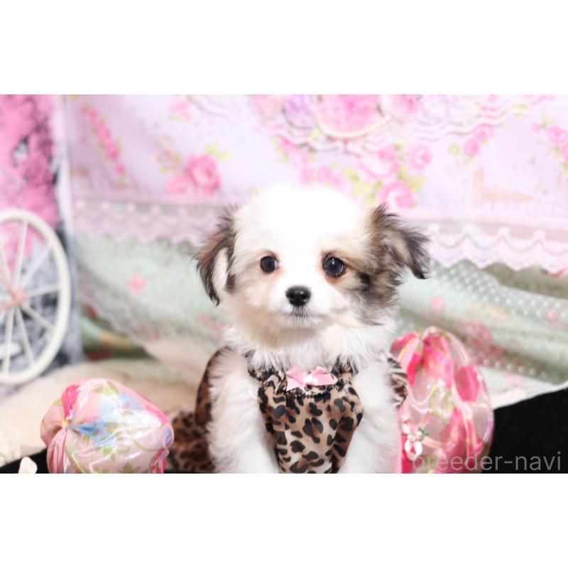 成約済の大阪府のチワマル:チワワ×マルチーズ-419944の2枚目