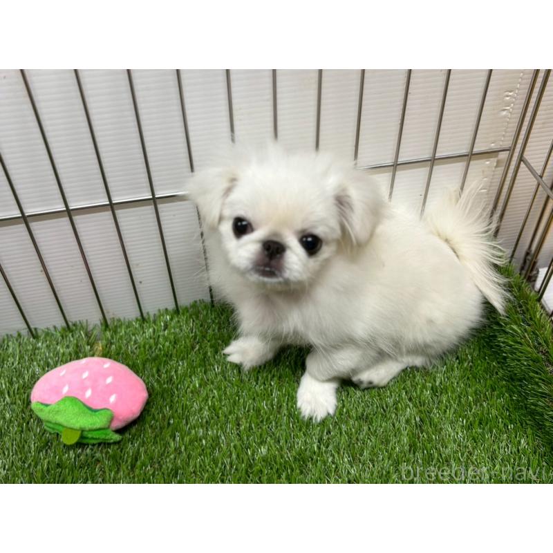 販売中の鹿児島県のペキニーズ-424318の3枚目