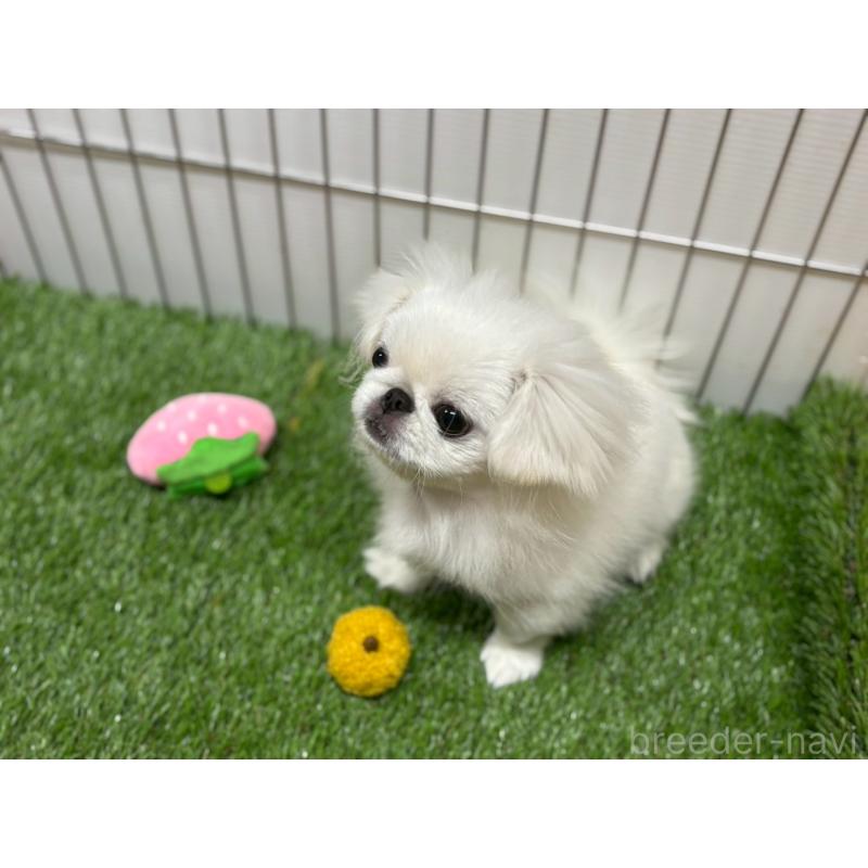 販売中の鹿児島県のペキニーズ-424318の2枚目