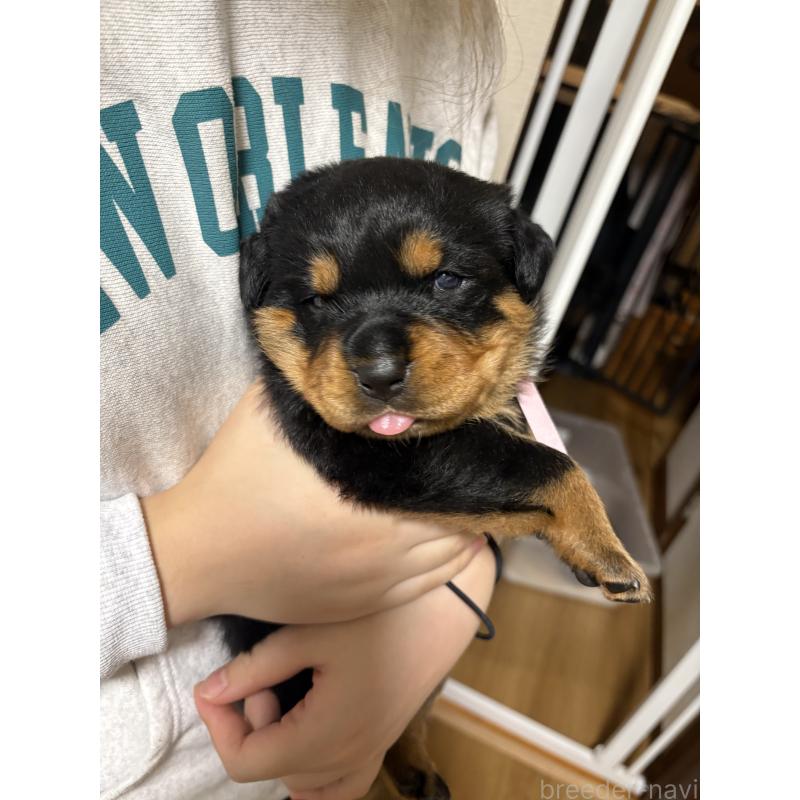 販売中の神奈川県のロットワイラー-424319の4枚目