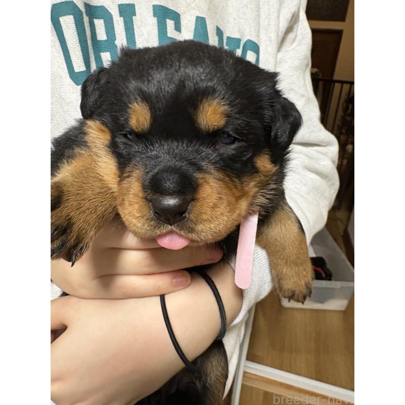 販売中の神奈川県のロットワイラー-424319の3枚目